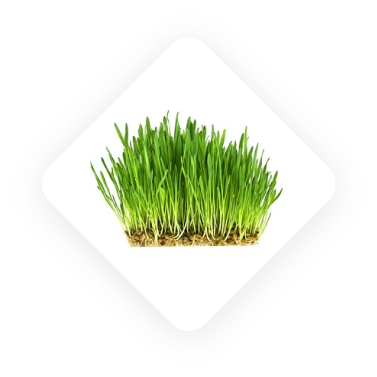 علوفه هیدروپونیک